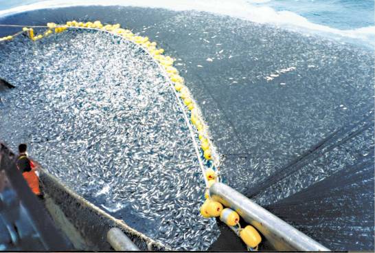 Trawlers_overfishing_cod